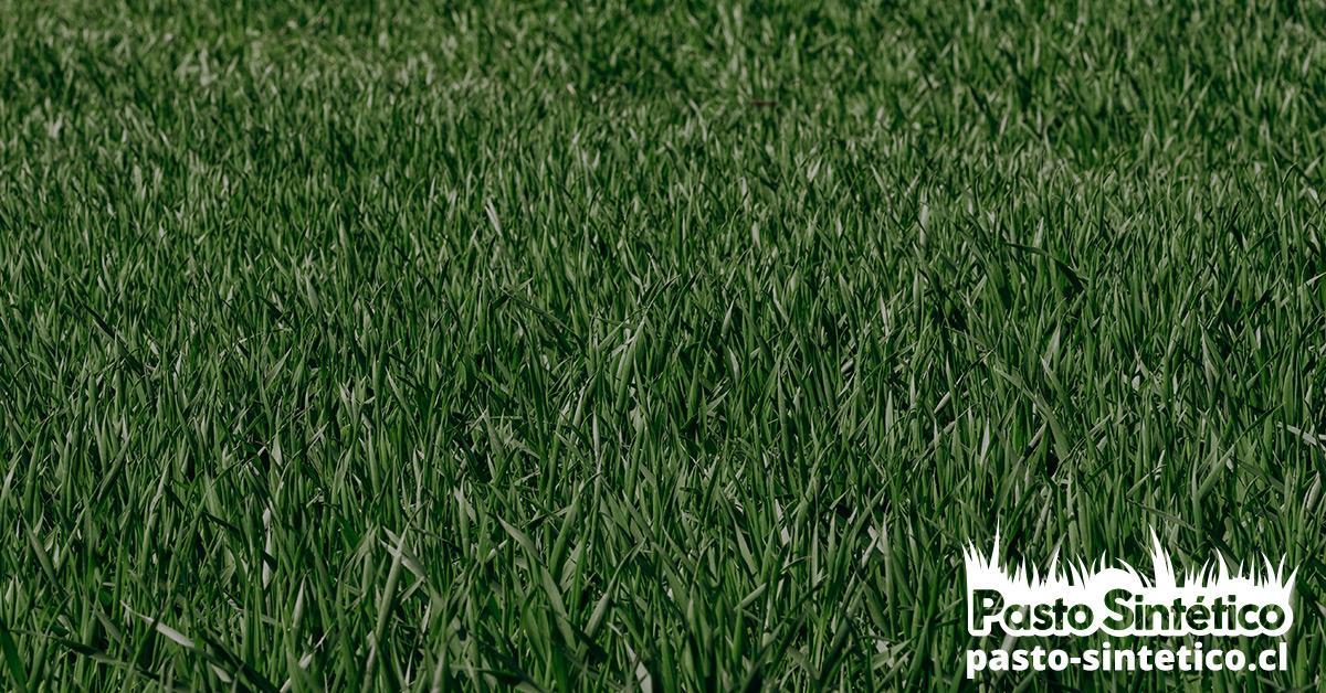 Mantenimiento de pasto sintético, césped sintético, compra de pasto sintético
