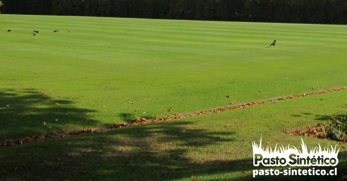 instalación de césped sintético, mantenimiento de pasto sintético, césped artificial, pasto sintético