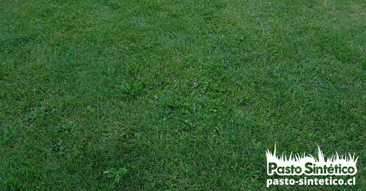 césped artificial, jardín artificial, Pasto Sintético Valor Metro Cuadrado